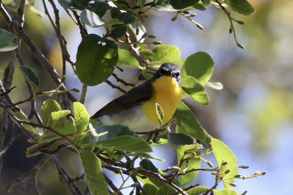 Yellow-breasted Chat - ML619834881