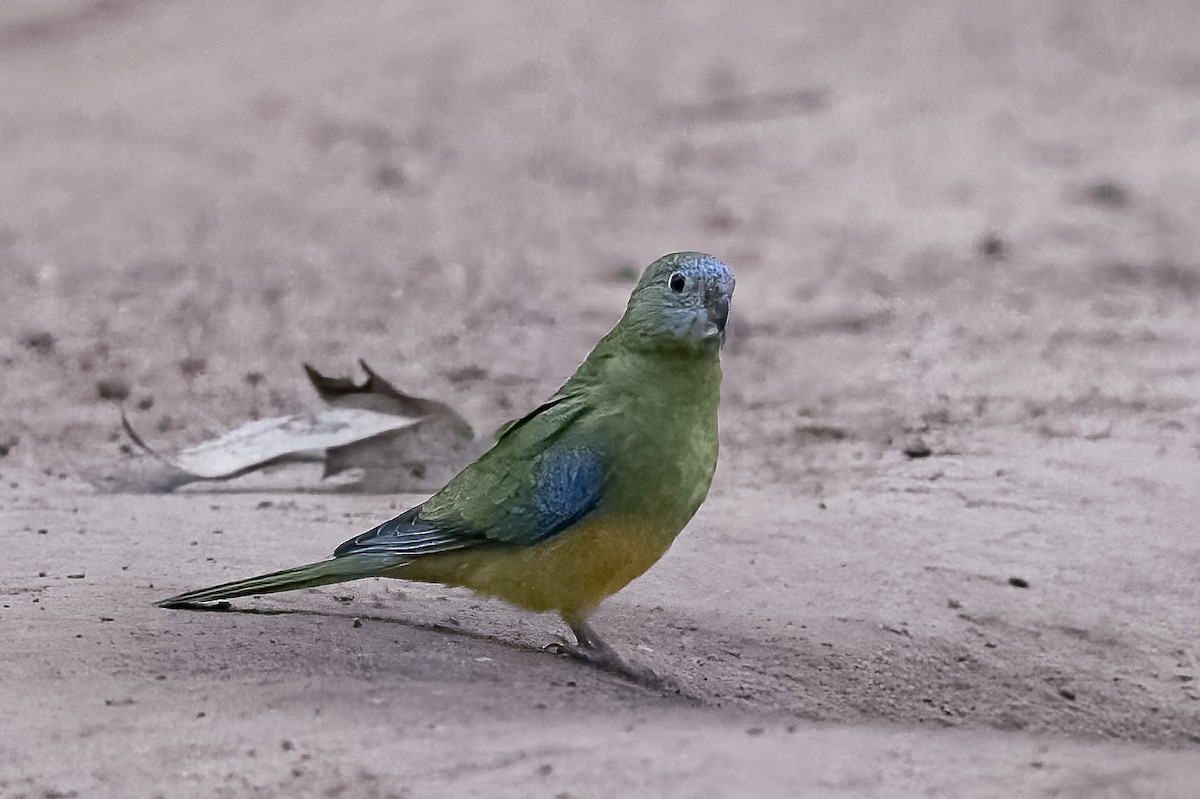 Turquoise Parrot - ML619834882