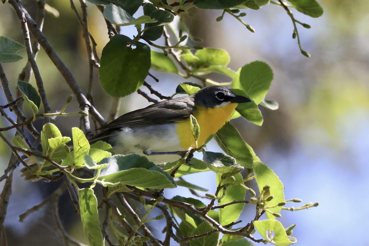 Yellow-breasted Chat - ML619834883