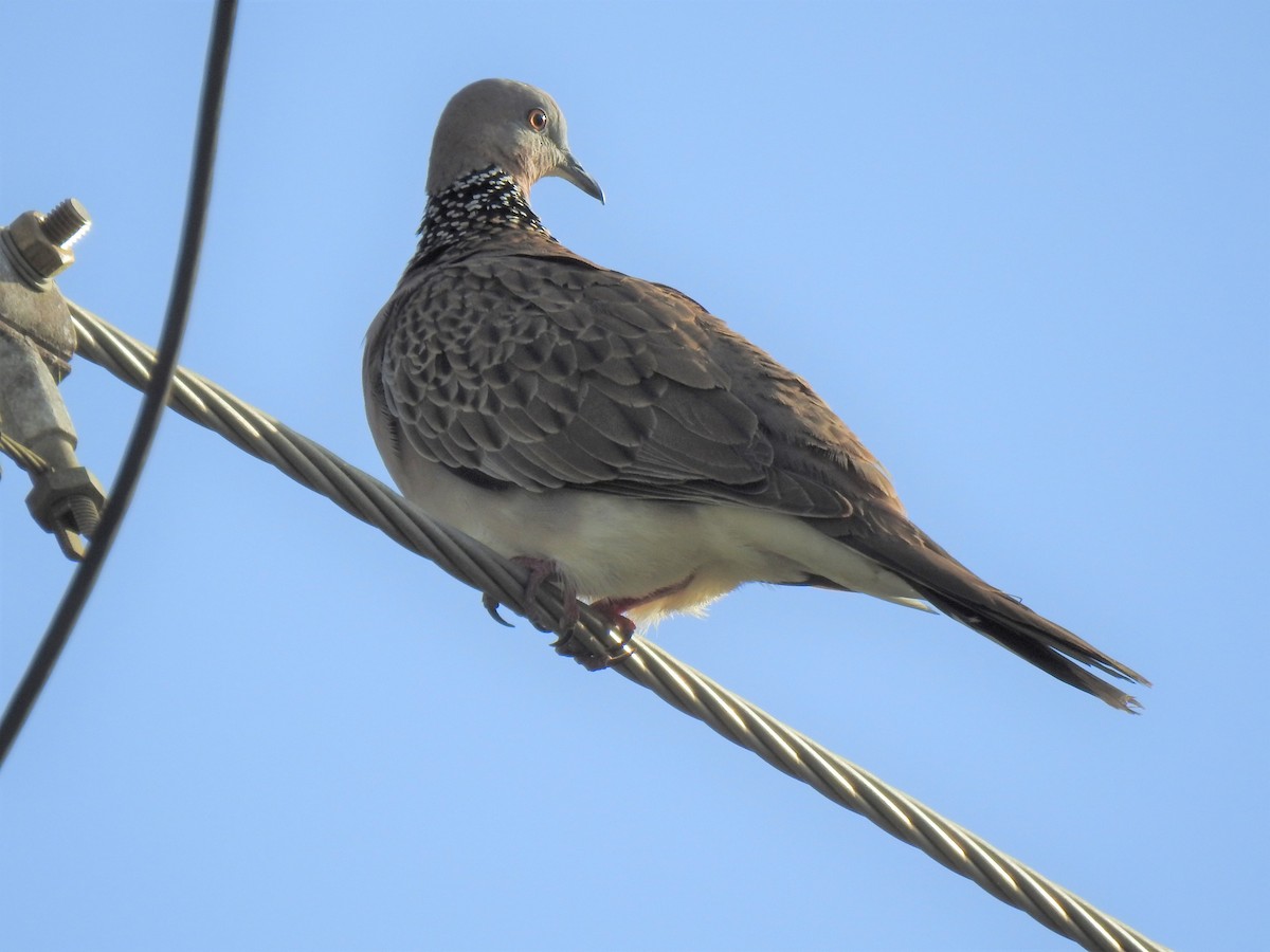 Spotted Dove - ML619834894