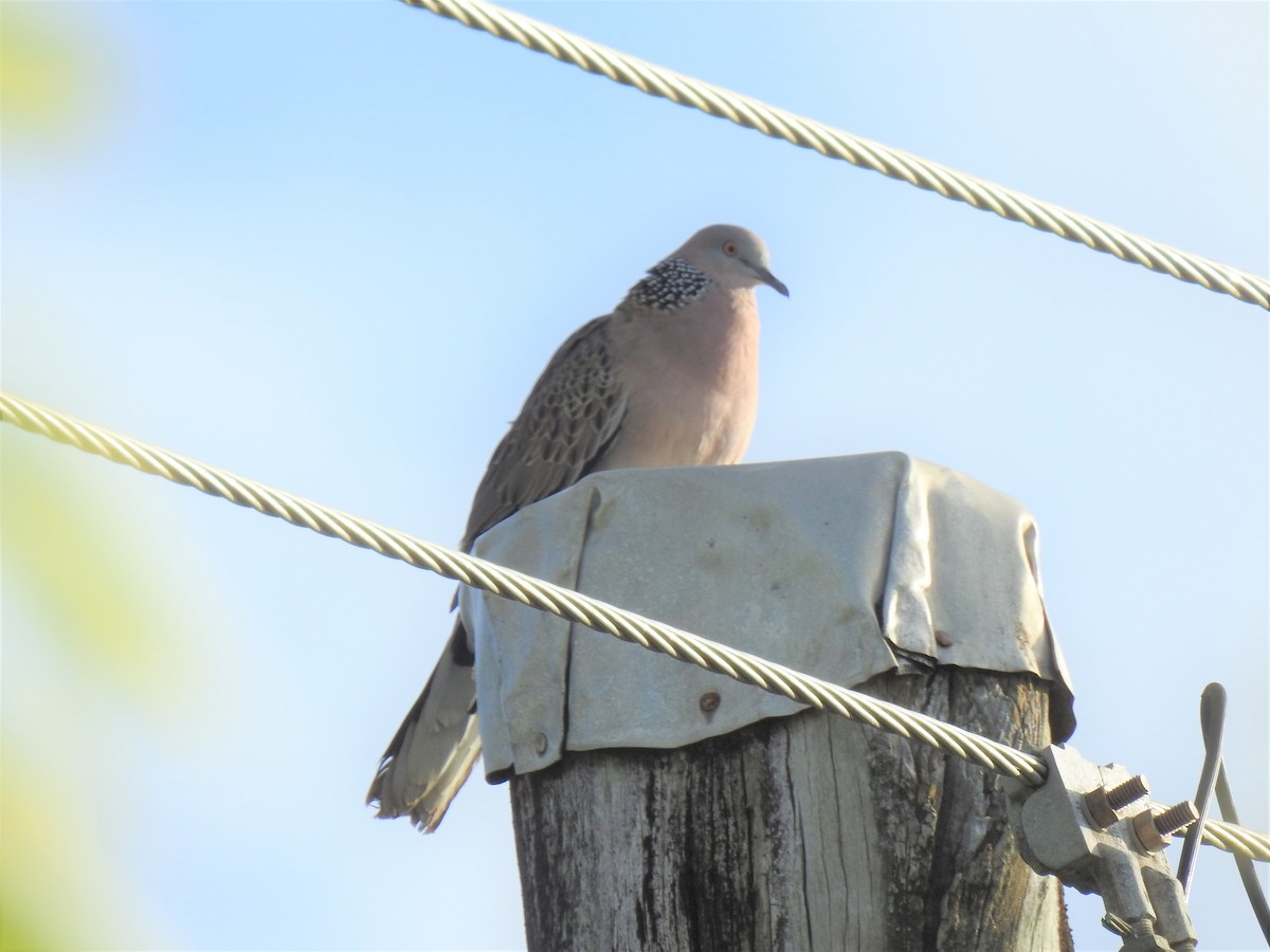 Spotted Dove - ML619834896