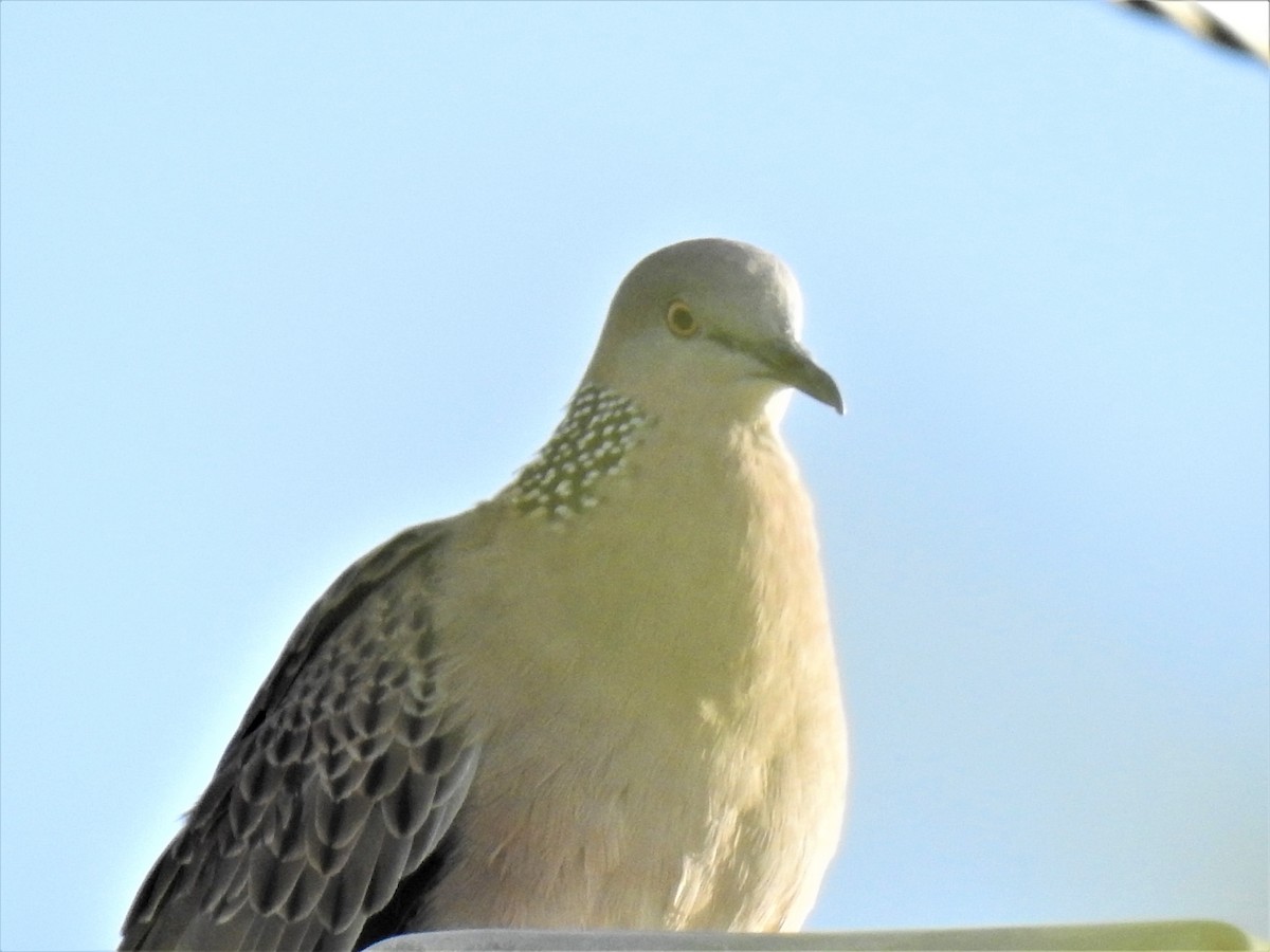 Spotted Dove - ML619834897