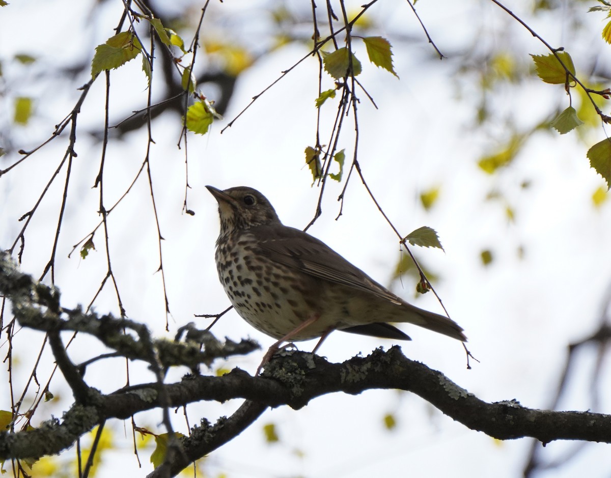 Song Thrush - Guillem De los Santos Pérez