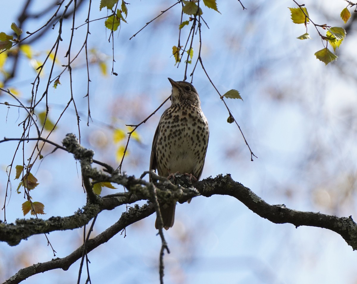 Song Thrush - ML619834907