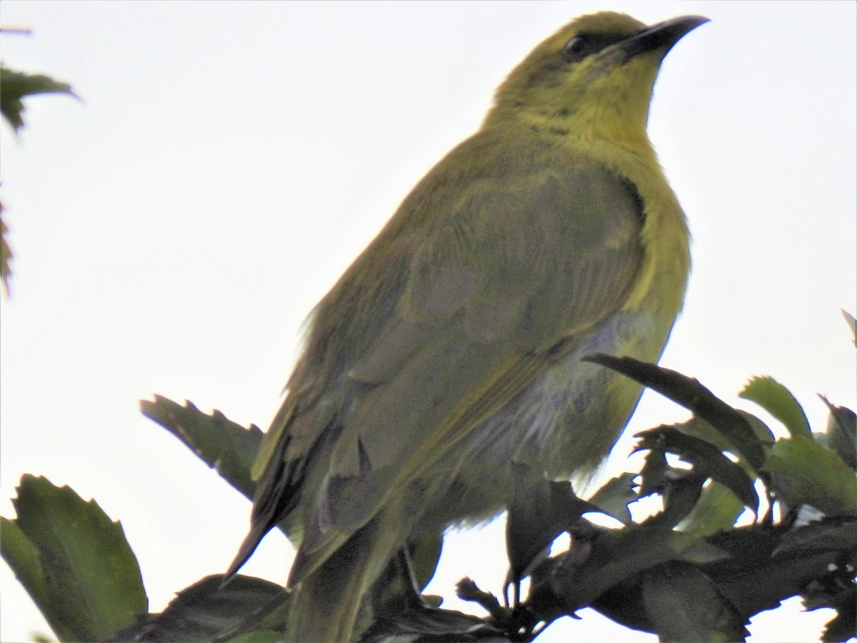 Yellow Honeyeater - ML619834908