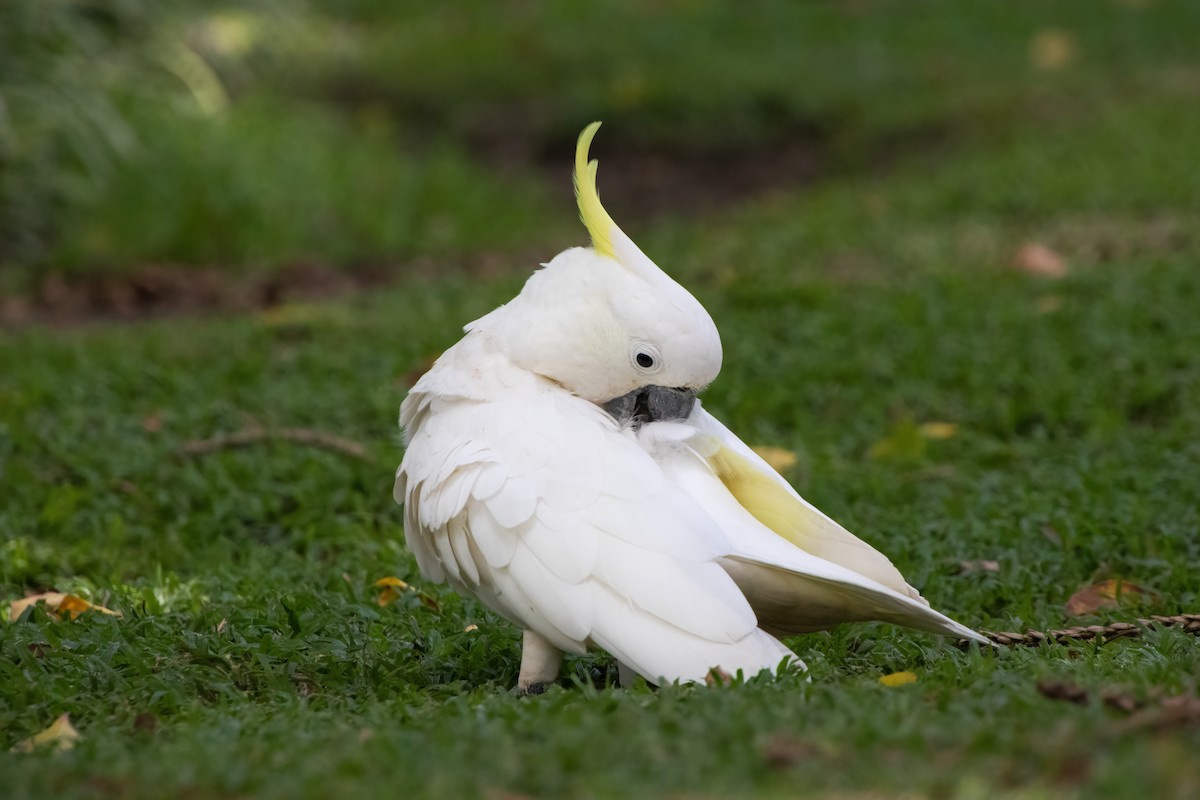 Sulphur-crested Cockatoo - ML619834931