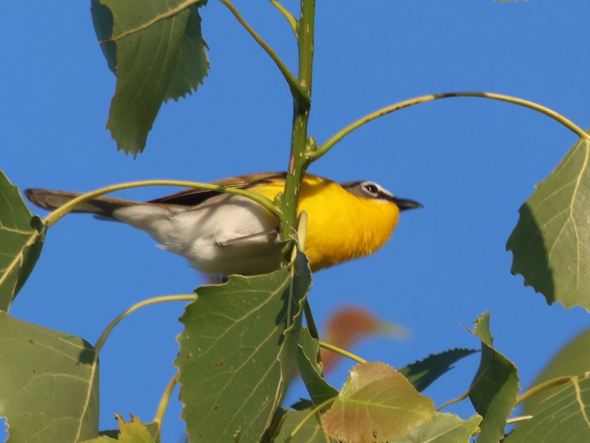 Yellow-breasted Chat - ML619834956