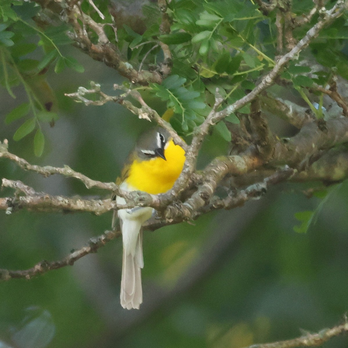 Yellow-breasted Chat - ML619834958