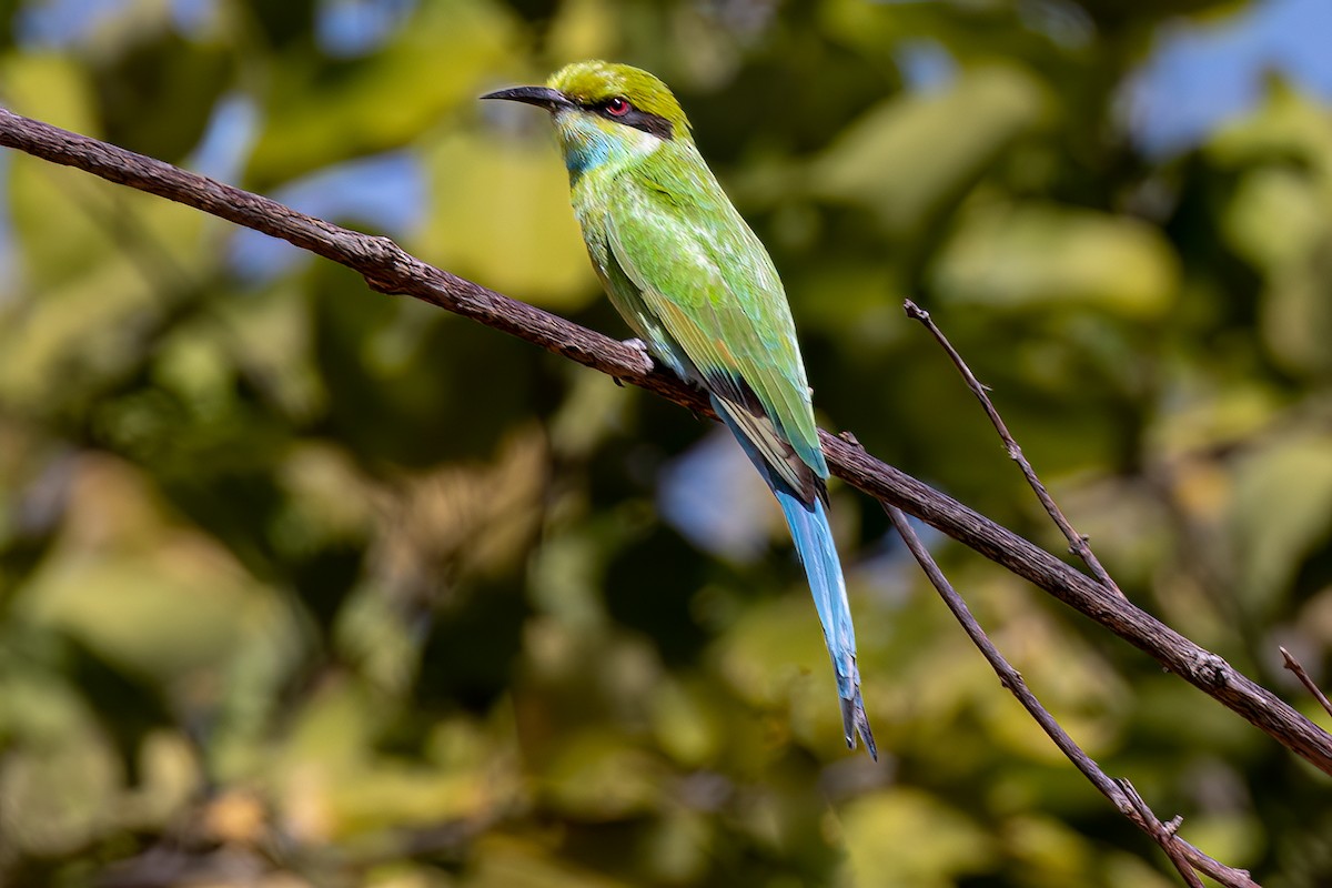 Swallow-tailed Bee-eater - ML619834966