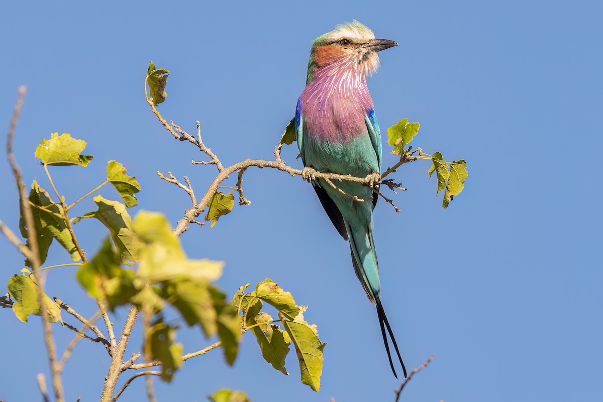 Lilac-breasted Roller (Lilac-breasted) - ML619834967