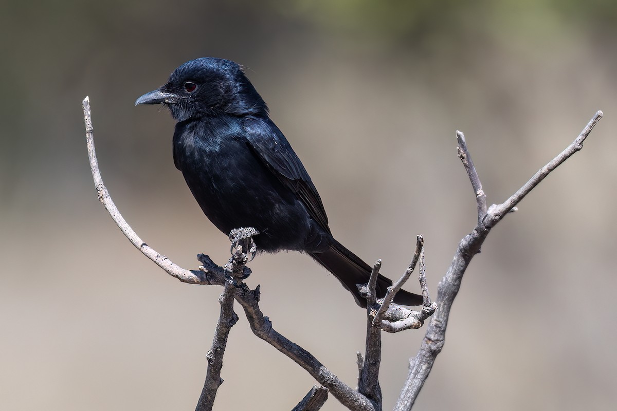Fork-tailed Drongo - ML619834969