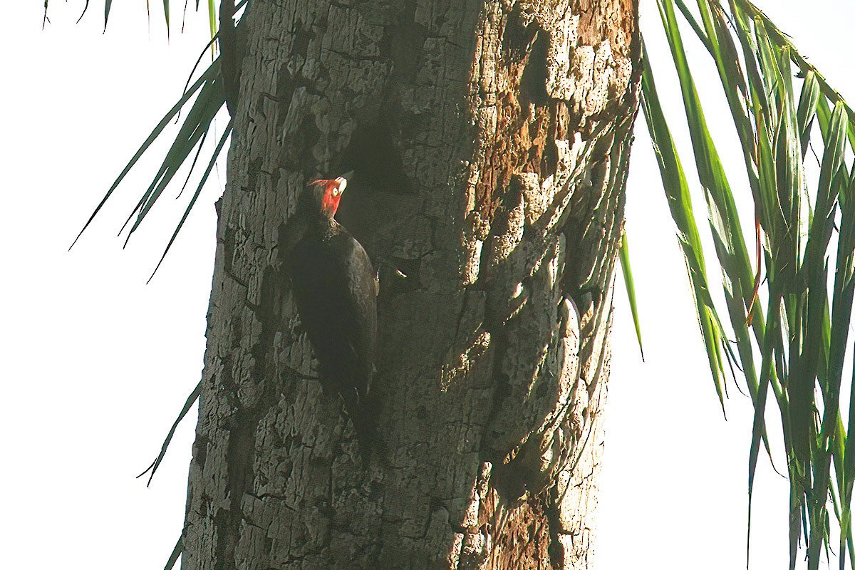 Northern Sooty-Woodpecker - ML619834977