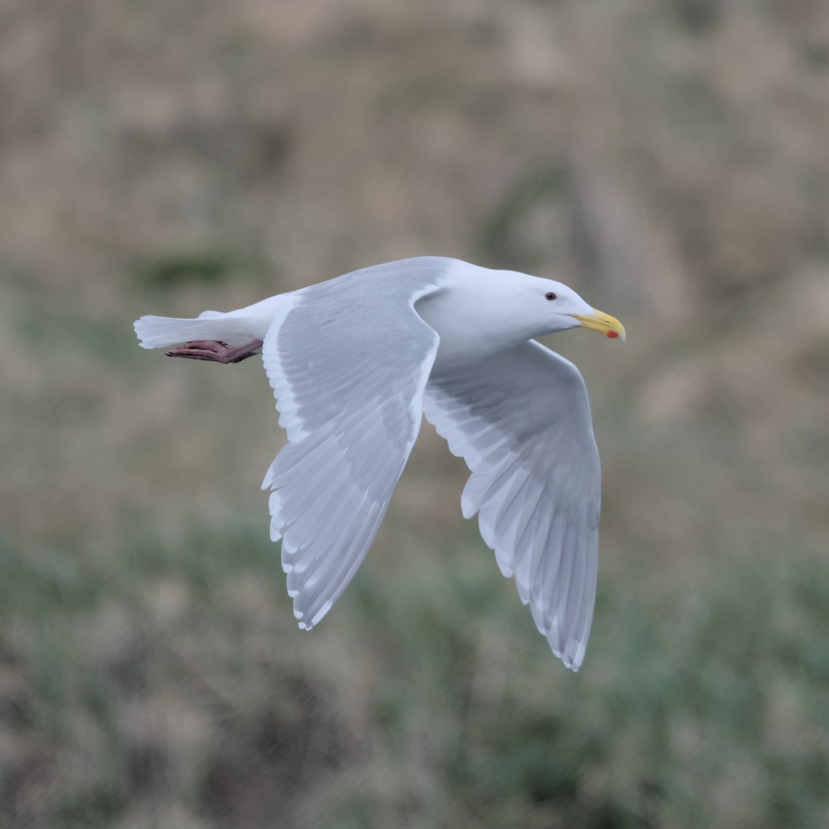 Glaucous-winged Gull - ML619834983