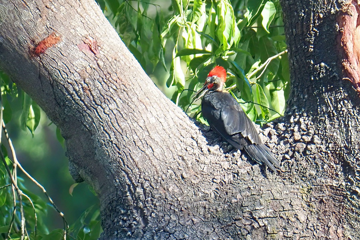 White-bellied Woodpecker - ML619834986