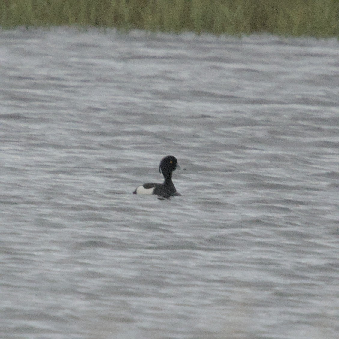 Tufted Duck - ML619835012