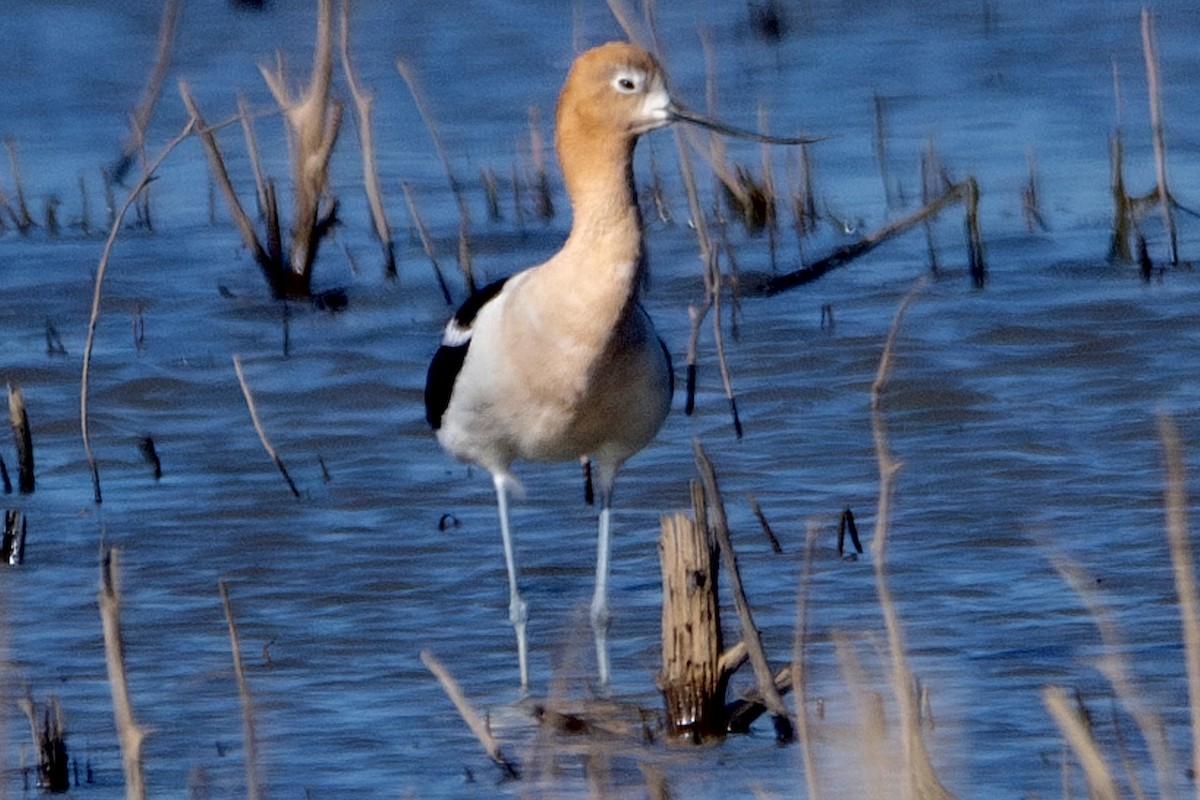 Avoceta Americana - ML619835032