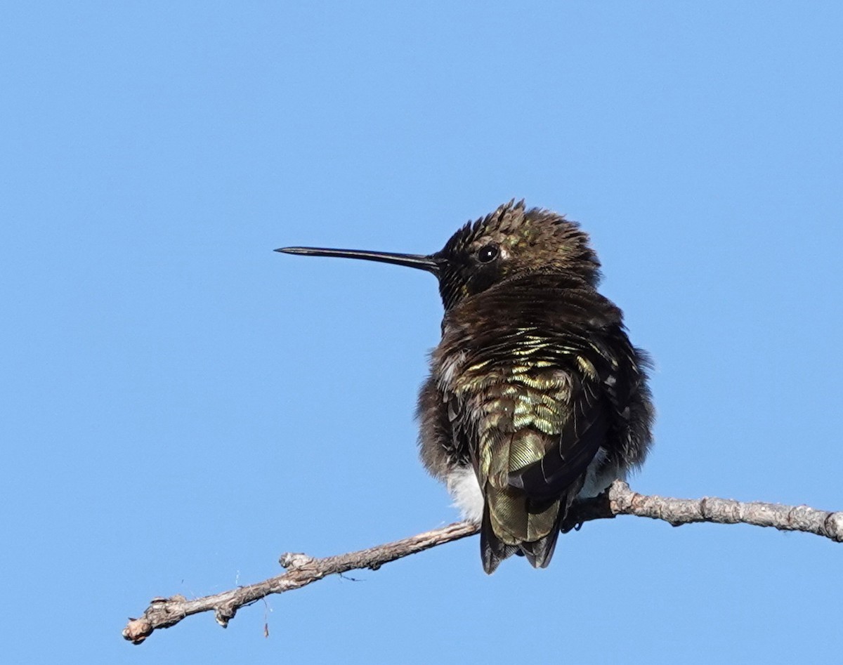 Black-chinned Hummingbird - ML619835035