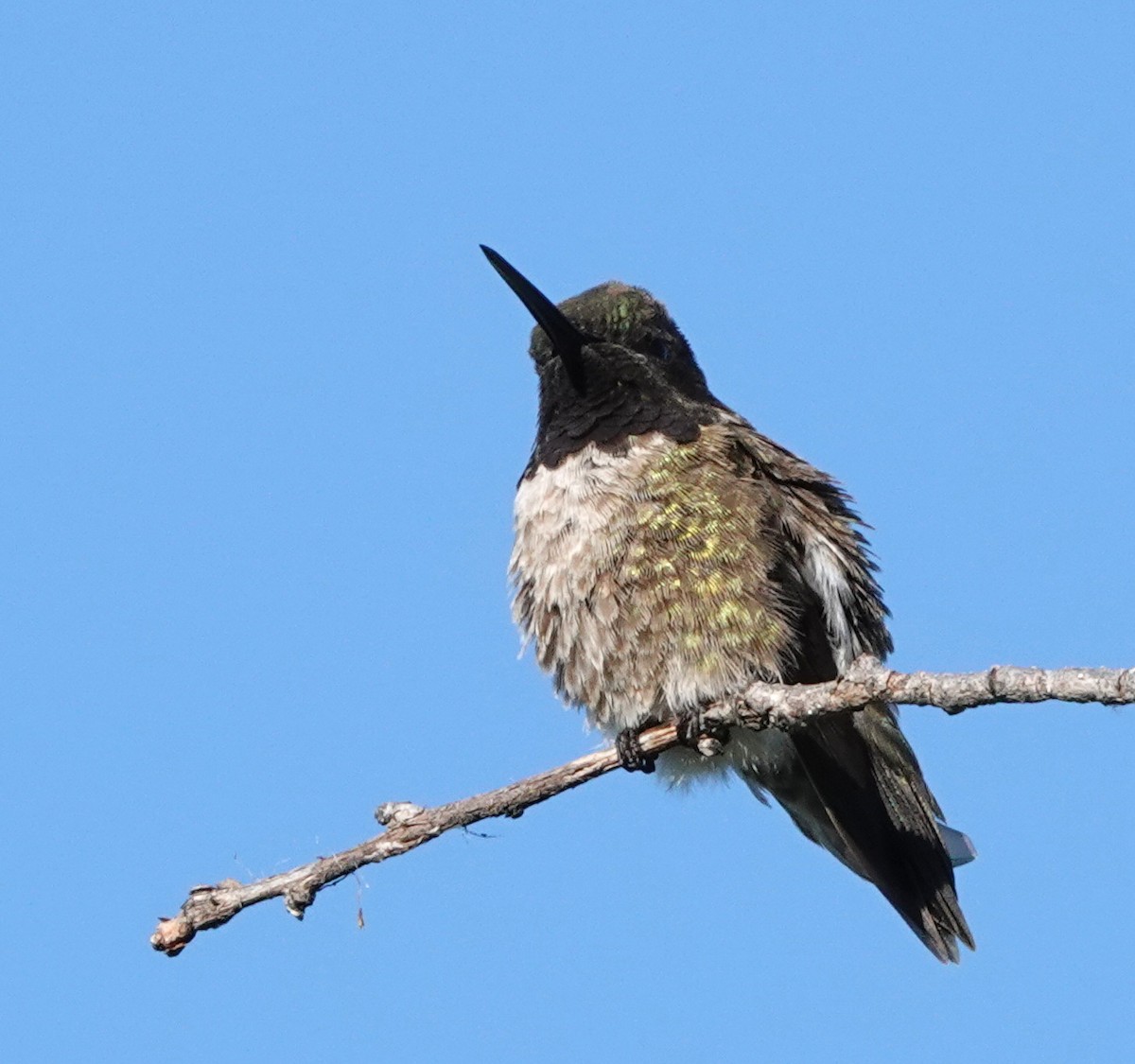 Black-chinned Hummingbird - ML619835036