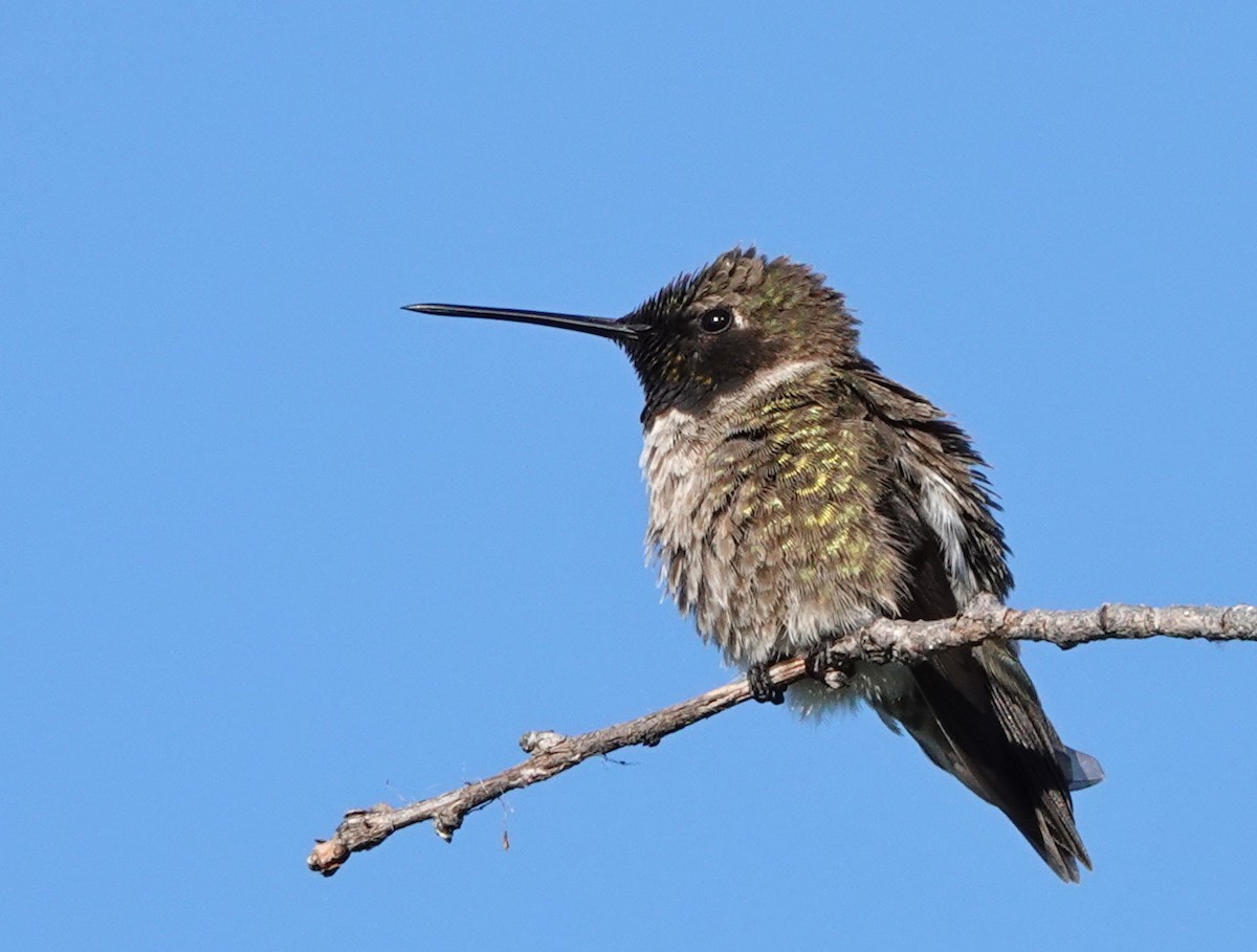 Black-chinned Hummingbird - ML619835037
