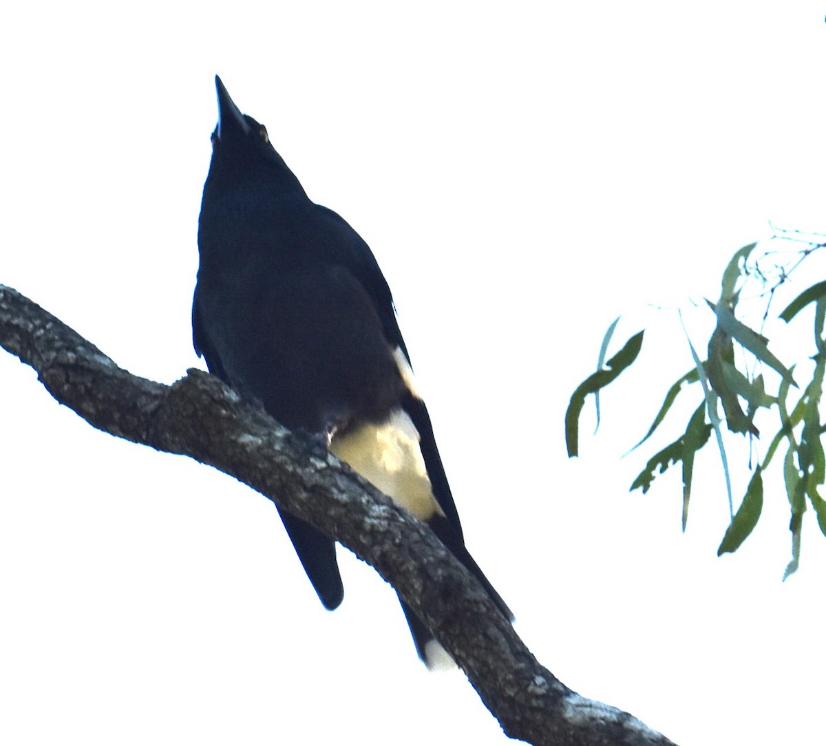 Pied Currawong - ML619835038