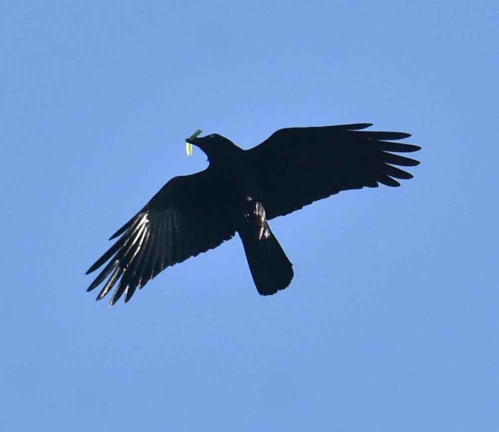 Torresian Crow - ML619835047