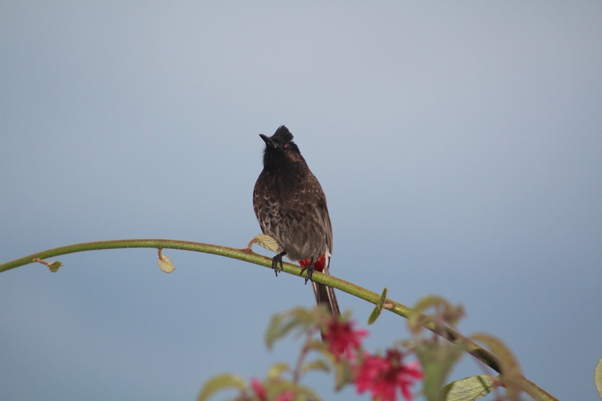 Red-vented Bulbul - ML619835066