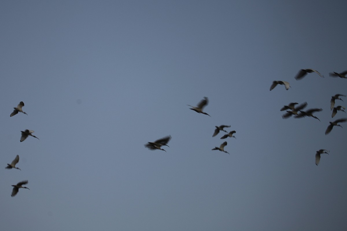 ibis australský - ML619835070
