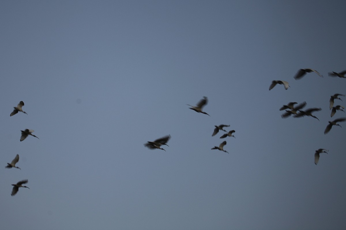 Australian Ibis - ML619835070