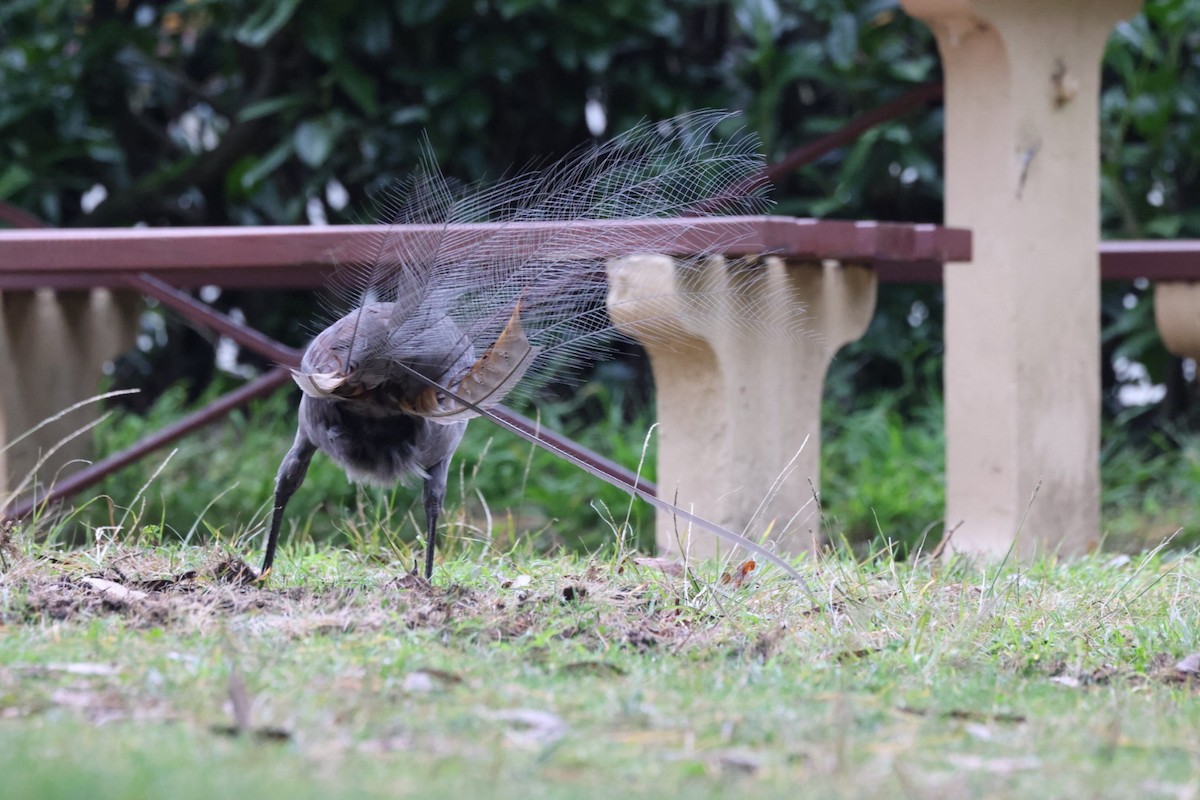 Superb Lyrebird - ML619835075