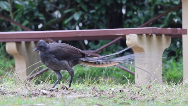 Superb Lyrebird - ML619835078