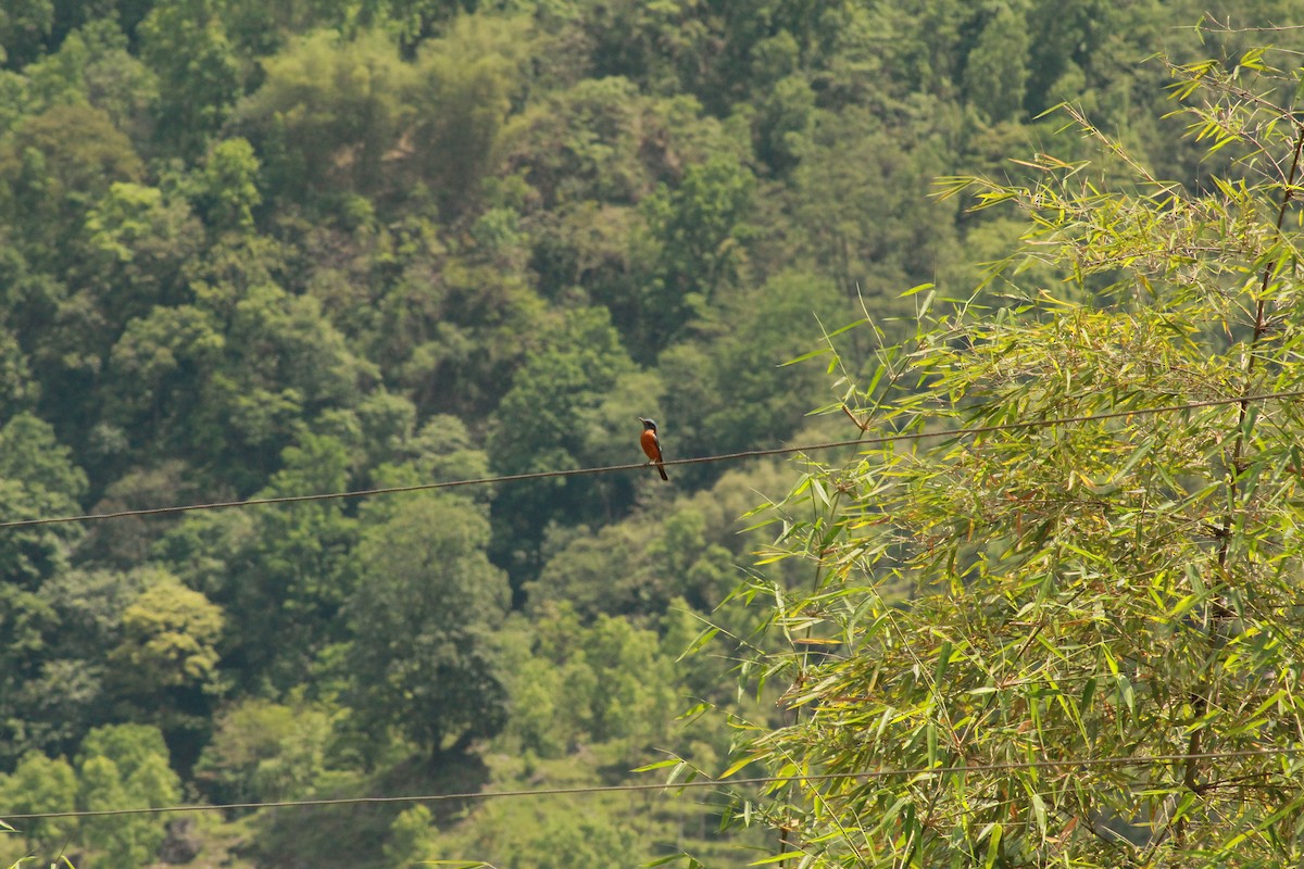 Blue-capped Rock-Thrush - ML619835080