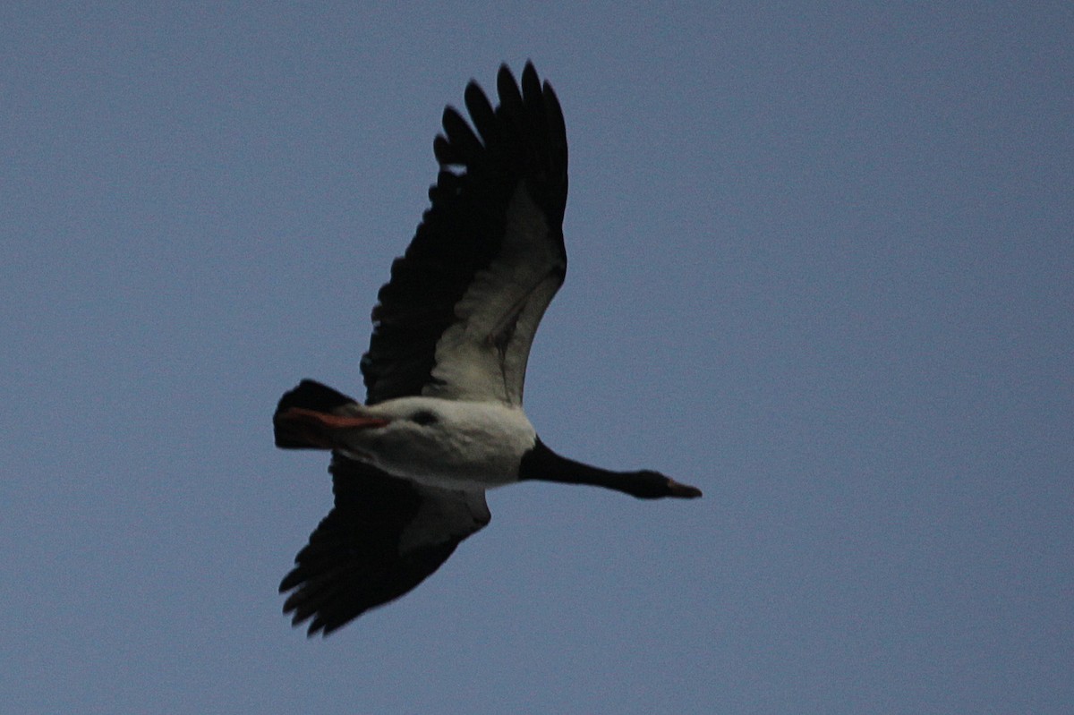 Magpie Goose - ML619835091