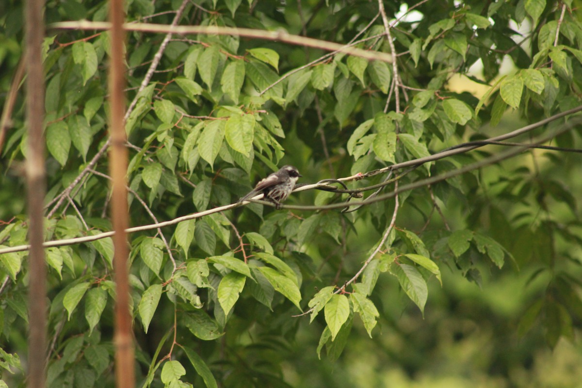 Gray Bushchat - ML619835093