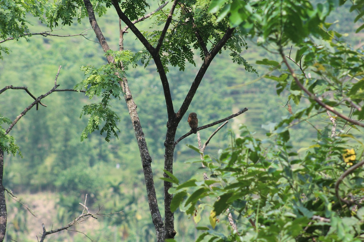 Asian Barred Owlet - ML619835120