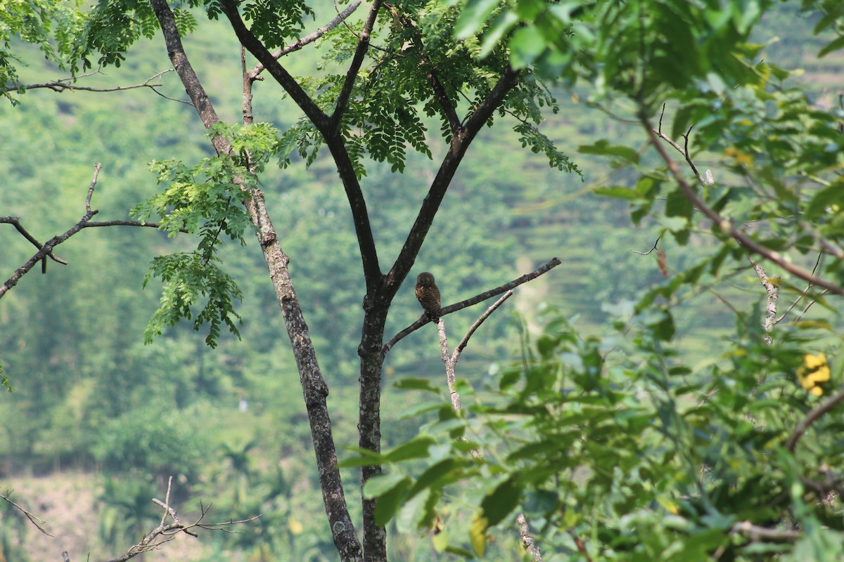 Asian Barred Owlet - ML619835121