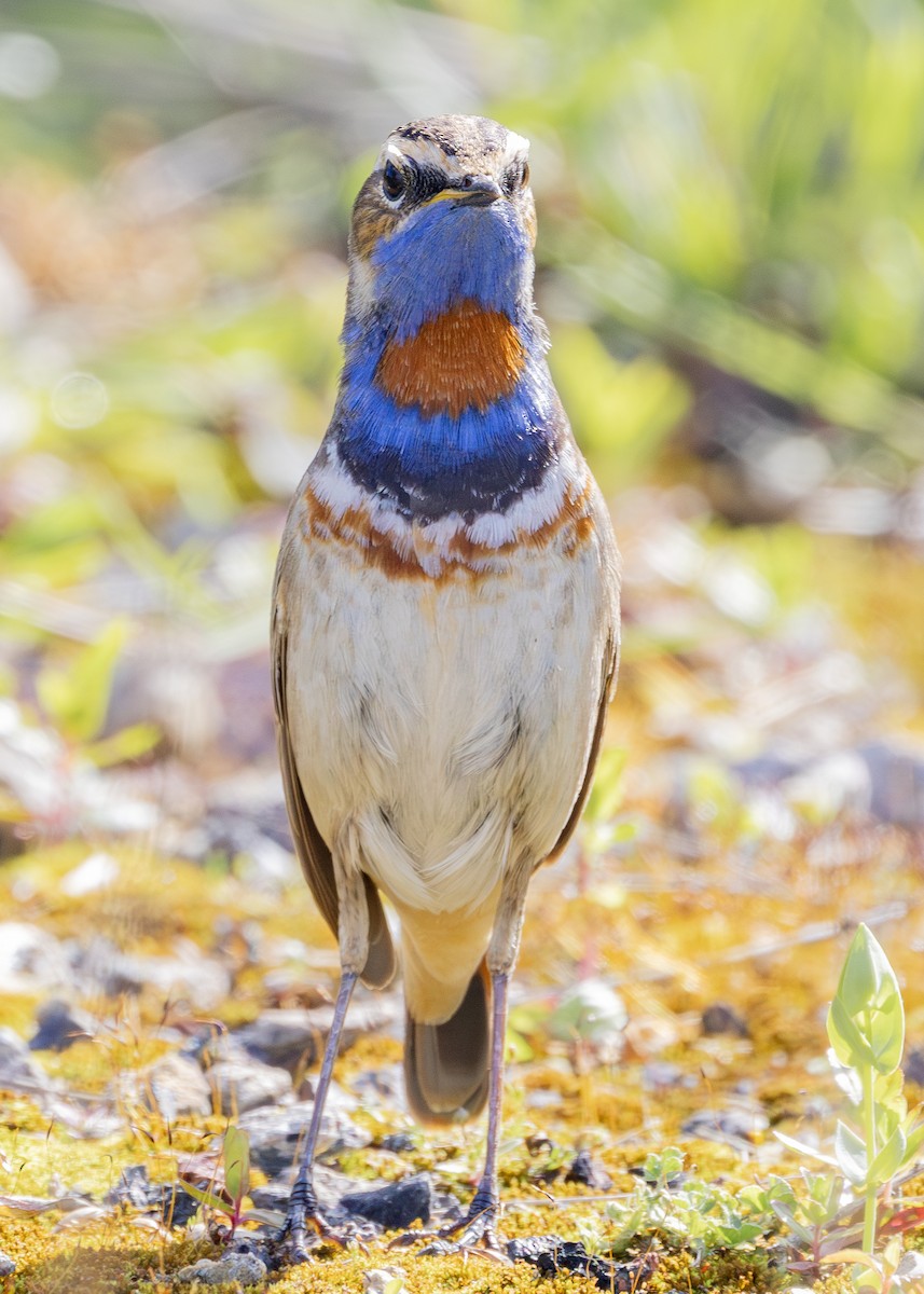 Bluethroat (Red-spotted) - ML619835123