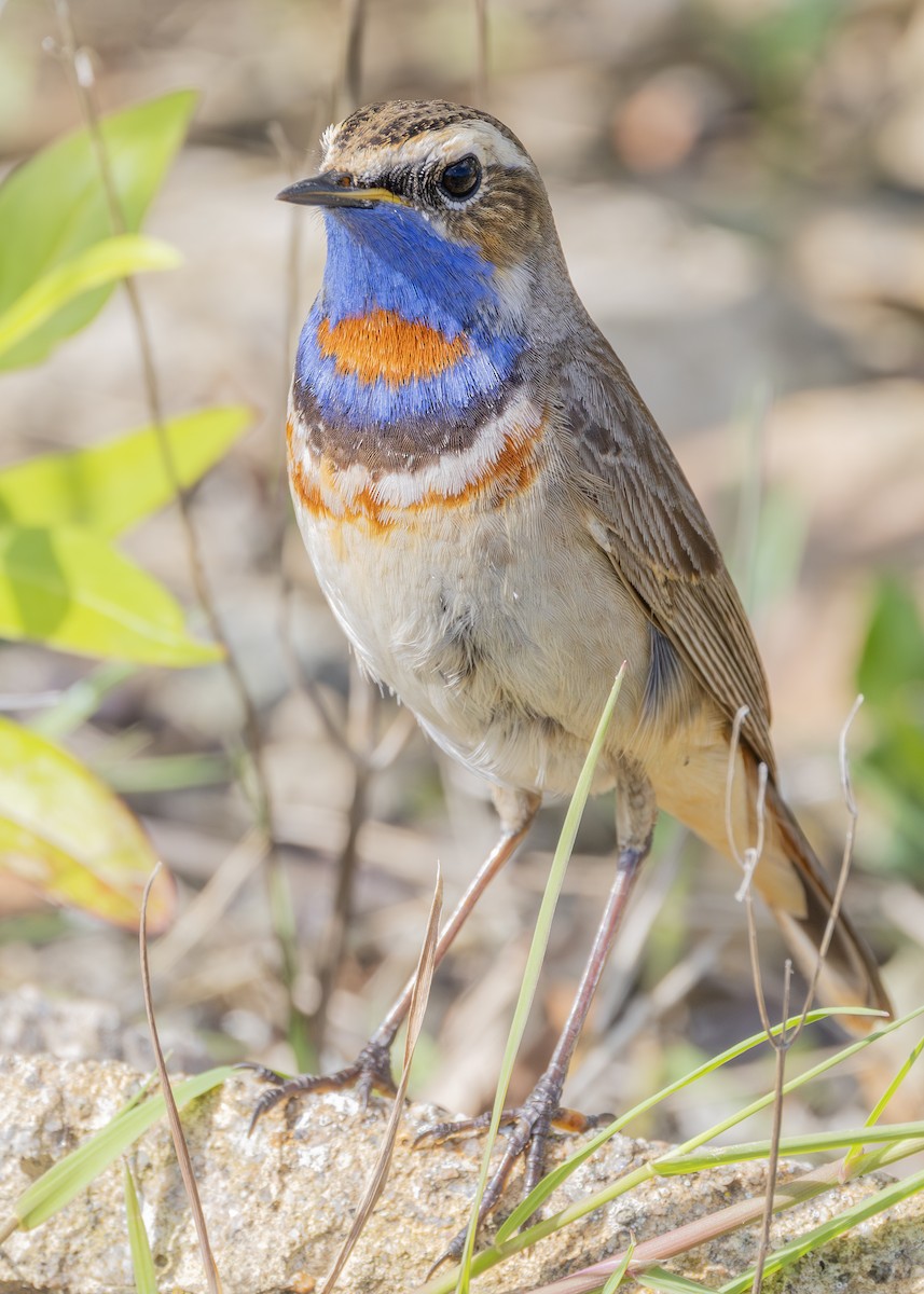 Bluethroat (Red-spotted) - ML619835124