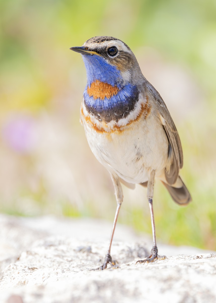 Bluethroat (Red-spotted) - ML619835125