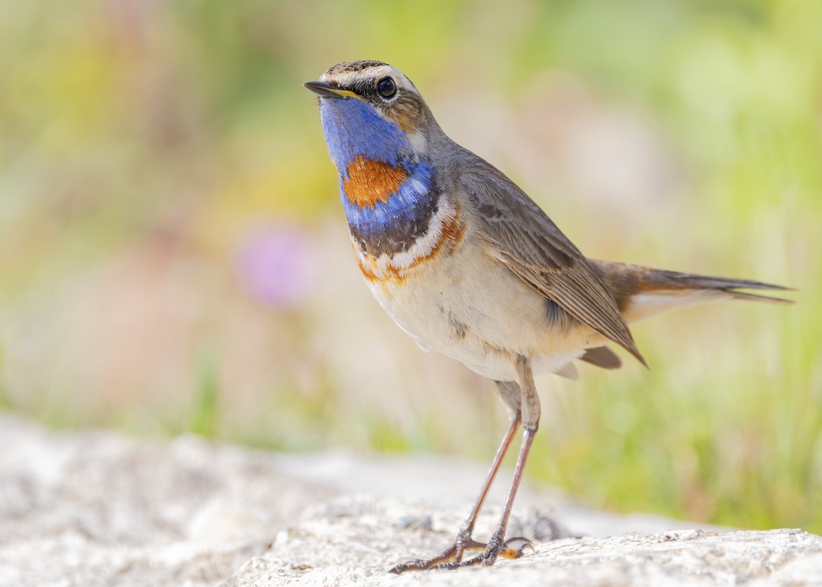 Bluethroat (Red-spotted) - ML619835126