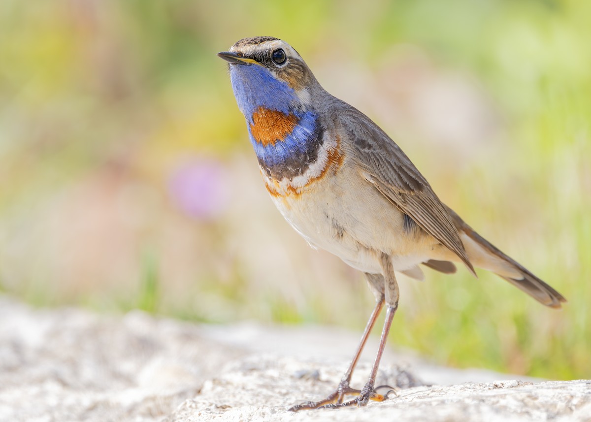 Bluethroat (Red-spotted) - ML619835127