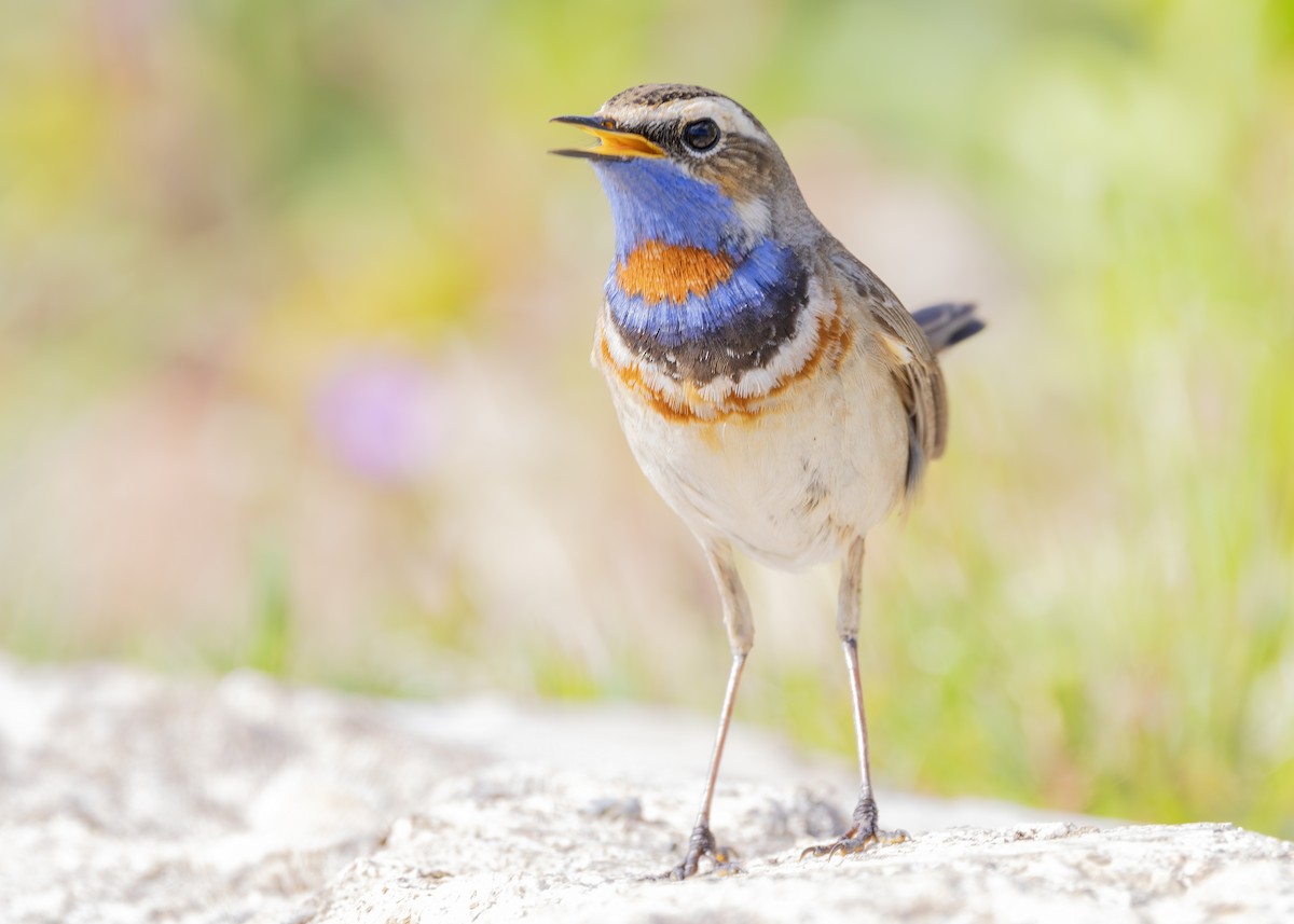 Bluethroat (Red-spotted) - ML619835128