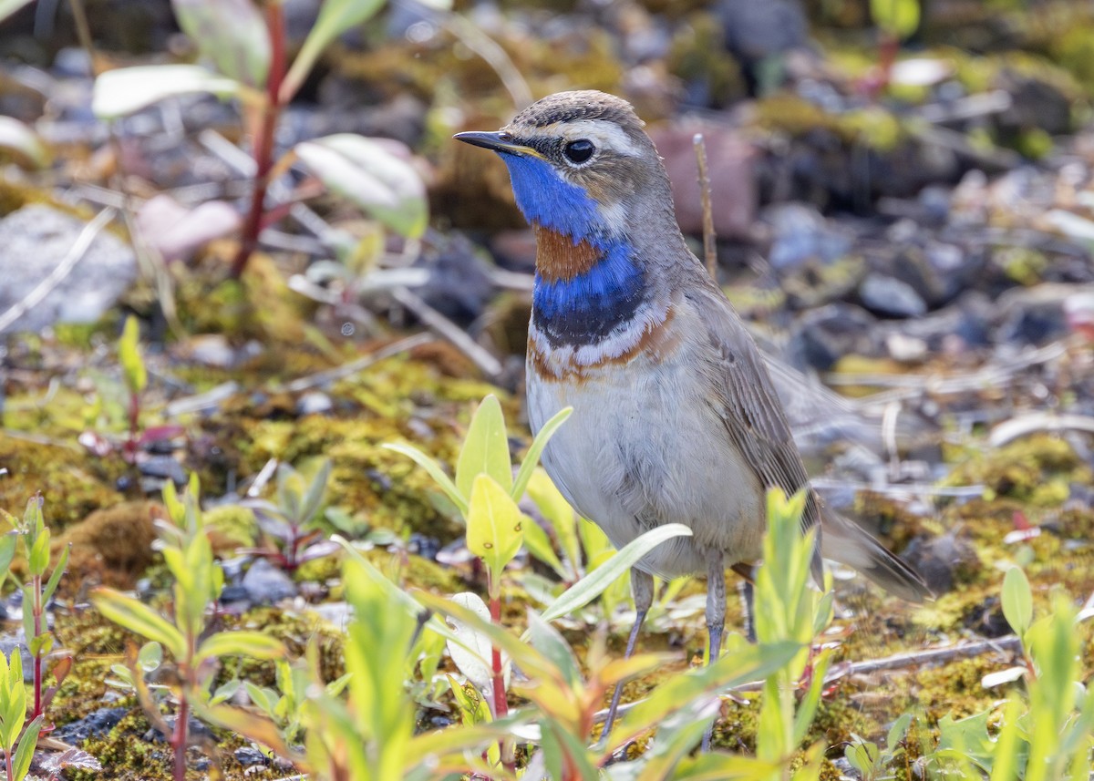 Bluethroat (Red-spotted) - ML619835129