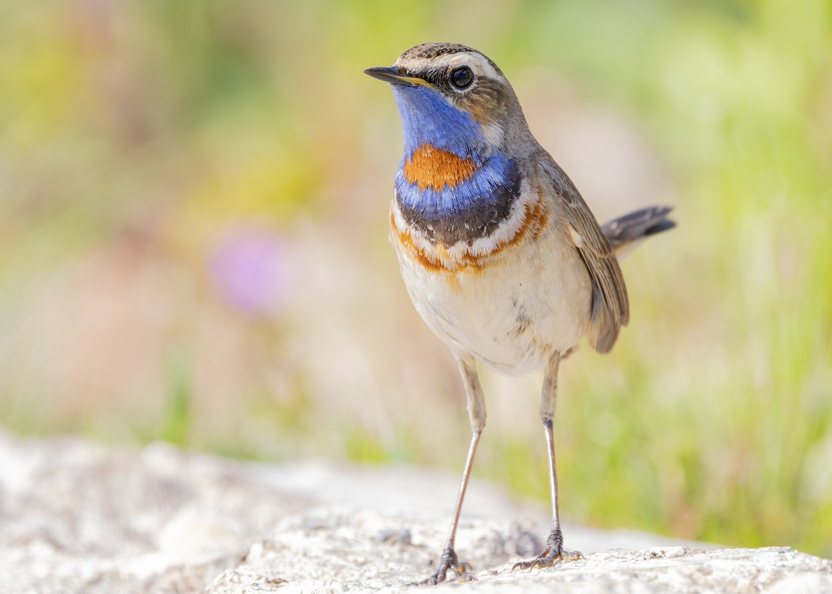 Bluethroat (Red-spotted) - Nathaniel Dargue