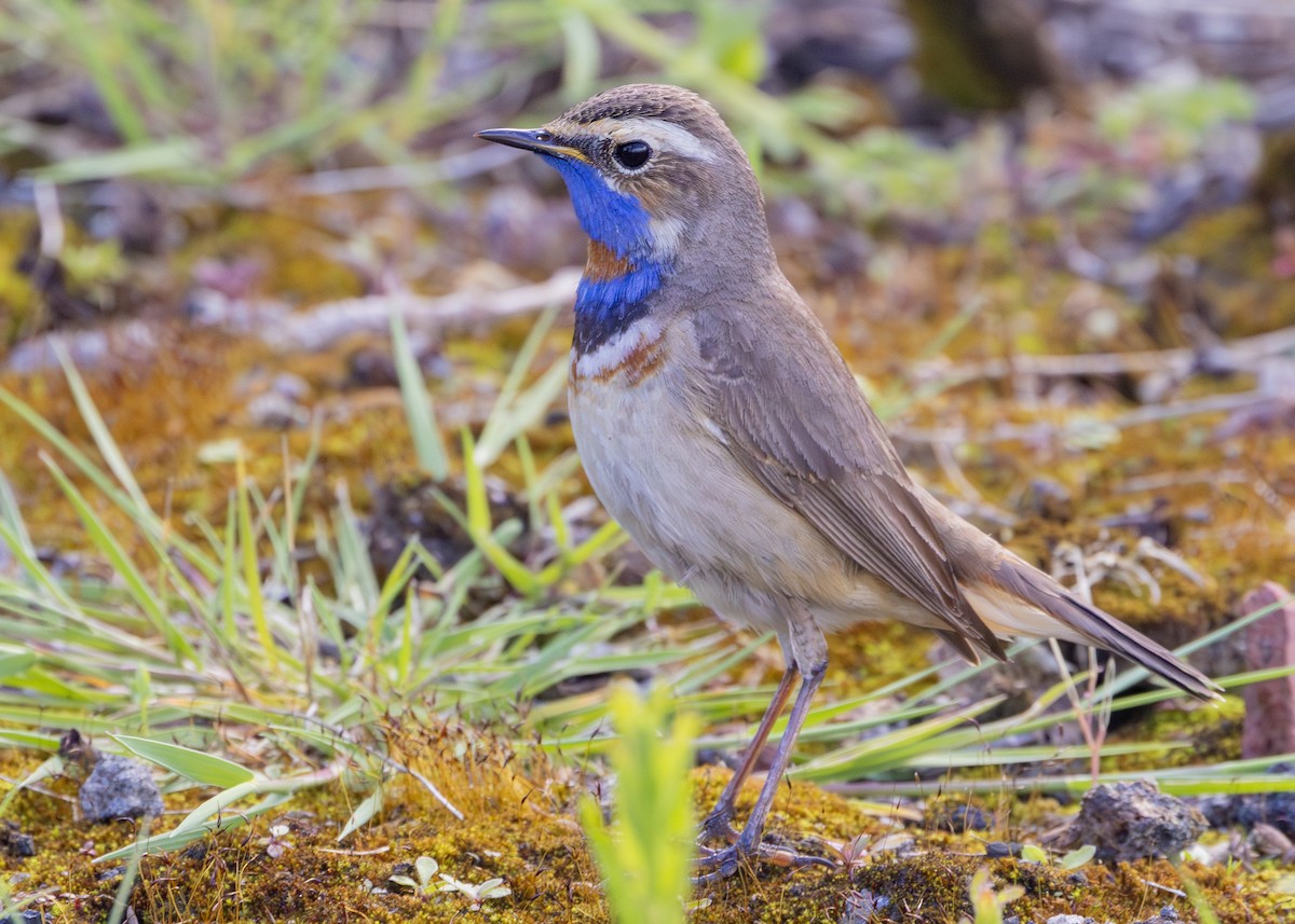 Bluethroat (Red-spotted) - ML619835131