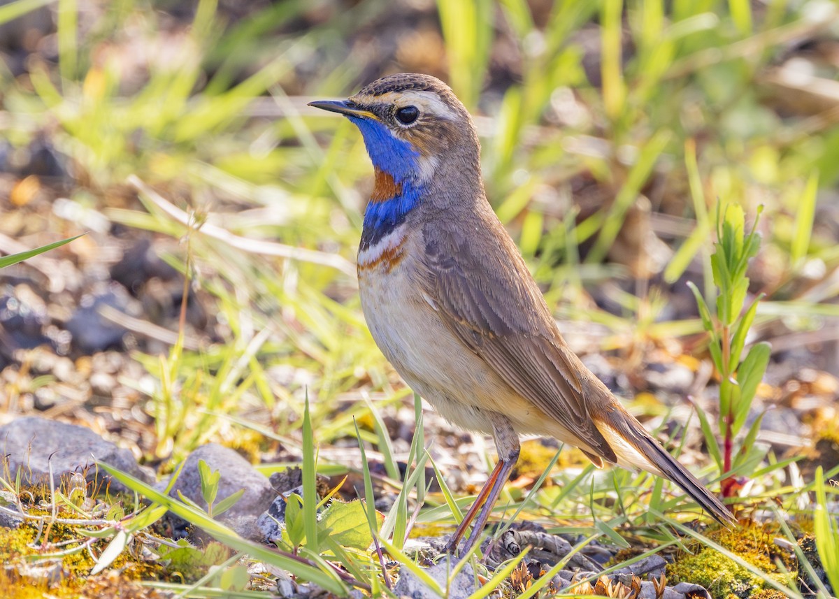 Bluethroat (Red-spotted) - ML619835132