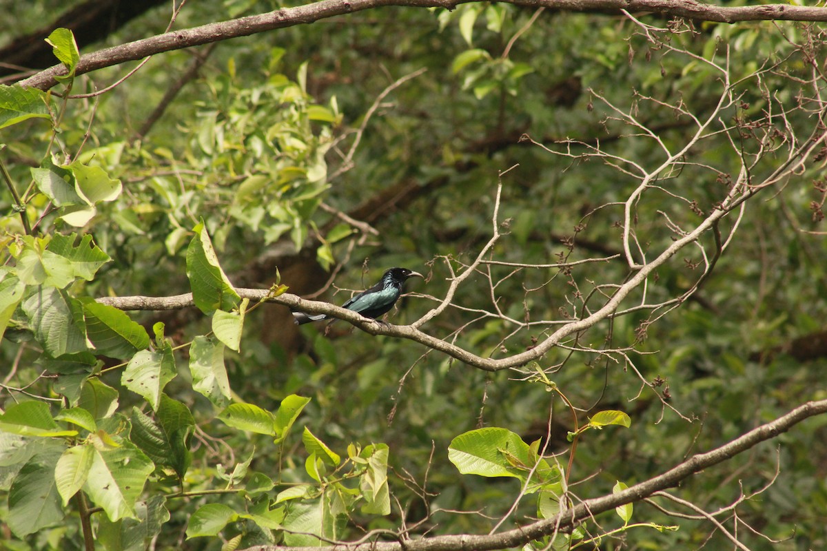 Hair-crested Drongo - ML619835133