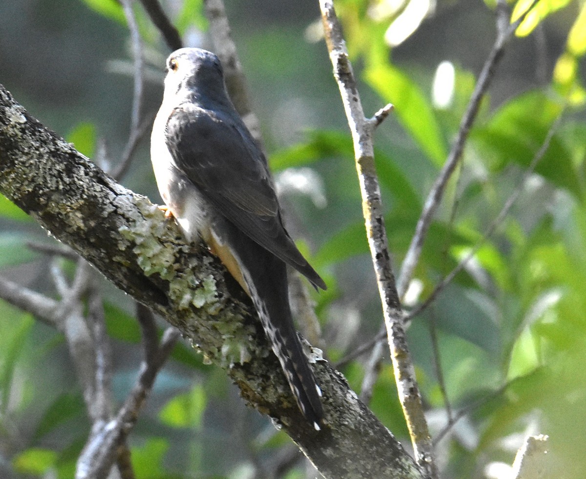 Fan-tailed Cuckoo - ML619835147