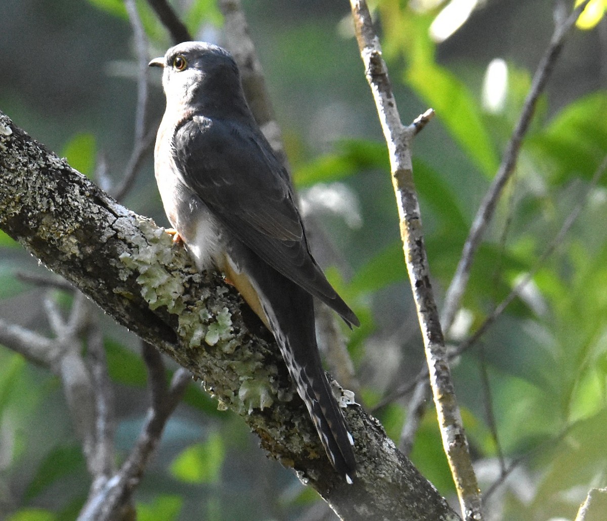 Fan-tailed Cuckoo - ML619835148