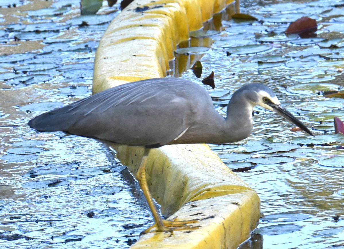 White-faced Heron - ML619835172