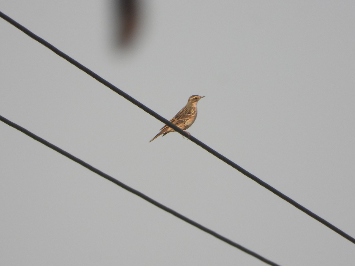 Rosy Pipit - ML619835177